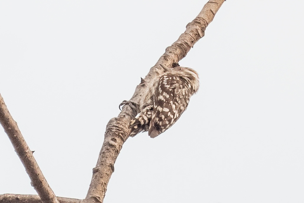 Brown-capped Pygmy Woodpecker